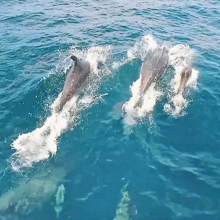 Sunshine By Algarve Vacation 别墅